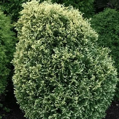 Туя ЛИТОМИШИЛ западная  Туя ЛИТОМИШИЛ западная в Екатеринбурге