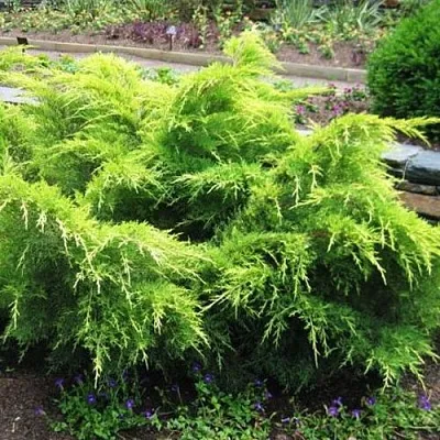 Можжевельник ГОЛД КОСТ средний  Можжевельник ГОЛД КОСТ средний в Екатеринбурге