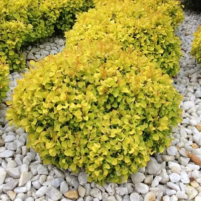 Барбарис БОНАНЗА ГОЛД тунберга  Барбарис БОНАНЗА ГОЛД тунберга в Екатеринбурге