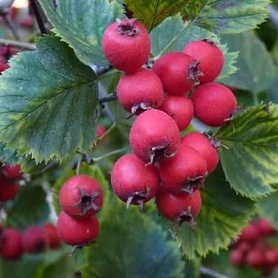 Боярышник АРНОЛЬДА  Боярышник АРНОЛЬДА в Екатеринбурге