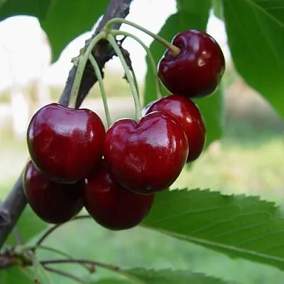 Черешня СТЕЛЛА в Екатеринбурге