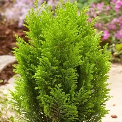 Кипарисовик ЭЛВУДИ ГОЛД лавсона в Екатеринбурге