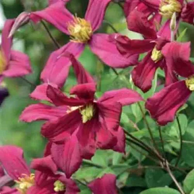 Клематис СТРОУБЕРРИ ФИЛДС  Клематис СТРОУБЕРРИ ФИЛДС в Екатеринбурге