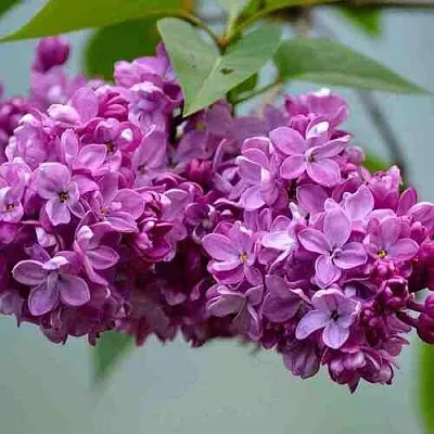 Сирень   Сирень  в Екатеринбурге