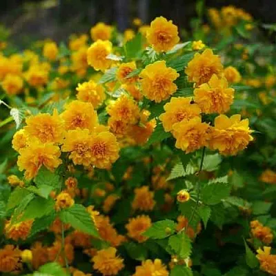 Керрия японская ПЛЕНИФЛОРА  Керрия японская ПЛЕНИФЛОРА в Екатеринбурге