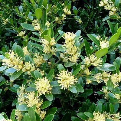 Самшит  Самшит в Екатеринбурге