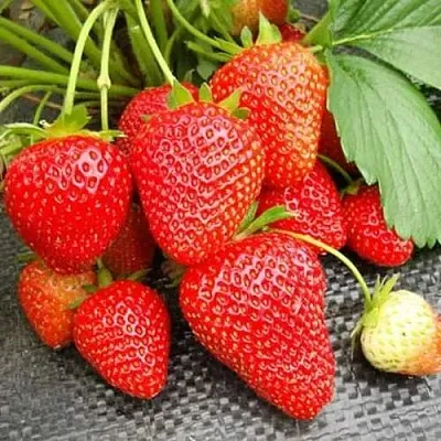 Клубника ВИМА РИНА ремонтантная  Клубника ВИМА РИНА ремонтантная в Екатеринбурге