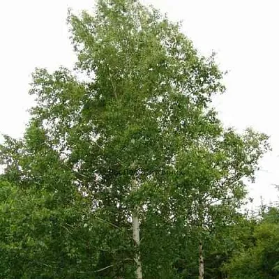 Береза бородавчатая  Береза бородавчатая в Екатеринбурге