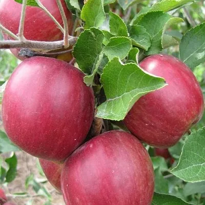 Яблоня МОСКОВСКОЕ ОЖЕРЕЛЬЕ колонновидная  Яблони Московское Ожерелье колонновидная в Екатеринбурге