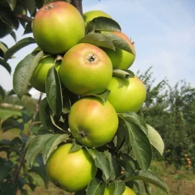 Яблоня ЛУКОМОР колонновидная — описание сорта Яблоня ЛУКОМОР колонновидная в Екатеринбурге