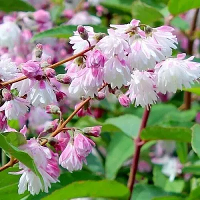 Дейция  Дейция в Екатеринбурге