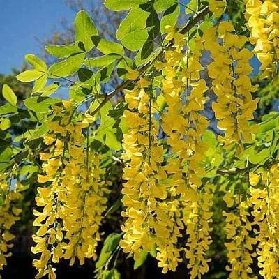 Бобовник  Бобовник в Екатеринбурге