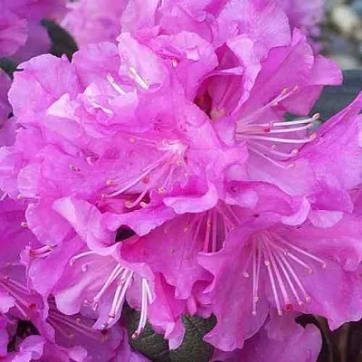 Рододендрон П.Ж.М. ЭЛИТ  Рододендрон П.Ж.М. ЭЛИТ в Екатеринбурге