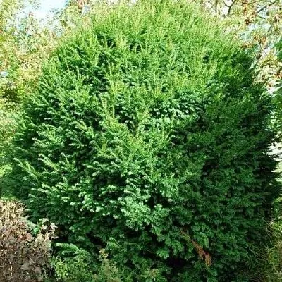 Тис РЕПАНДЕНС ягодный  Тис РЕПАНДЕНС ягодный в Екатеринбурге