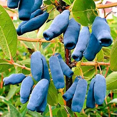 Жимолость съедобная НИМФА (ГАММА) в Екатеринбурге