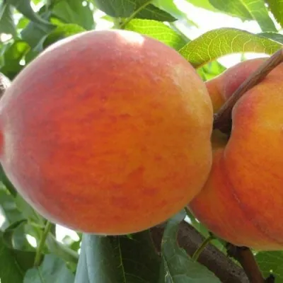 Персик СОЧНЫЙ — описание сорта Персик СОЧНЫЙ в Екатеринбурге