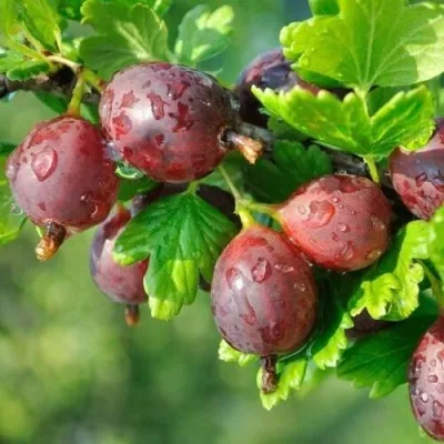 Крыжовник СЕРЕНАДА — описание сорта Крыжовник СЕРЕНАДА в Екатеринбурге