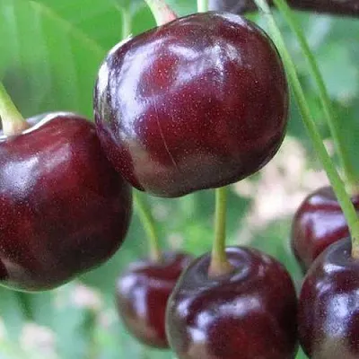 Дюк ФАКЕЛ  Дюк ФАКЕЛ в Екатеринбурге