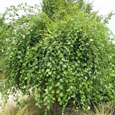 Береза САММЕР КАСКАД черная  Береза САММЕР КАСКАД черная в Екатеринбурге