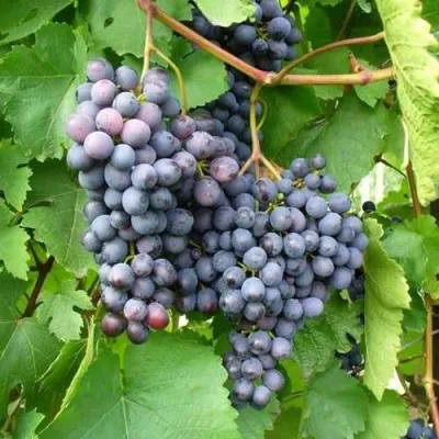Виноград АГАТ ДОНСКОЙ — описание сорта Виноград АГАТ ДОНСКОЙ в Екатеринбурге