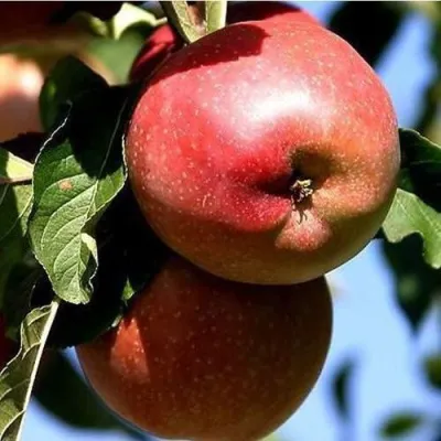 Яблоня АНТЕЙ КИЕВСКИЙ колонновидная в Екатеринбурге