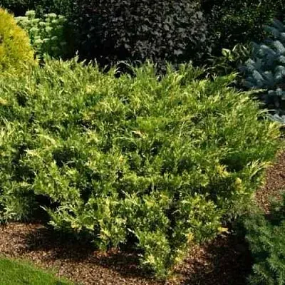 Можжевельник ВАРИЕГАТА казацкий  Можжевельник ВАРИЕГАТА казацкий в Екатеринбурге