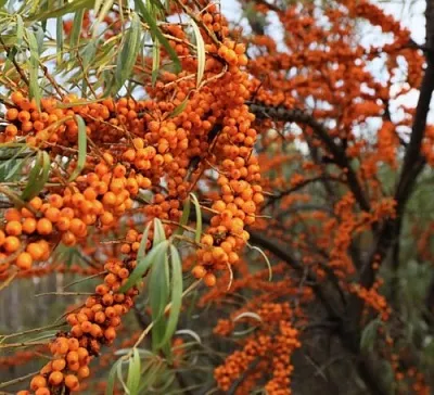 Облепиха СЕРАФИМА  Облепиха СЕРАФИМА в Екатеринбурге