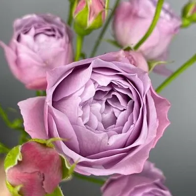 Саженцы роз ЛАВЕНДЕР БАБЛС спрей  Саженцы роз ЛАВЕНДЕР БАБЛС спрей в Екатеринбурге