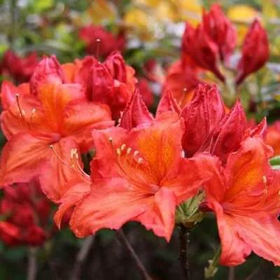 Азалия ЛИЛИНШТЕЙН японская  Азалия ЛИЛИНШТЕЙН японская в Екатеринбурге