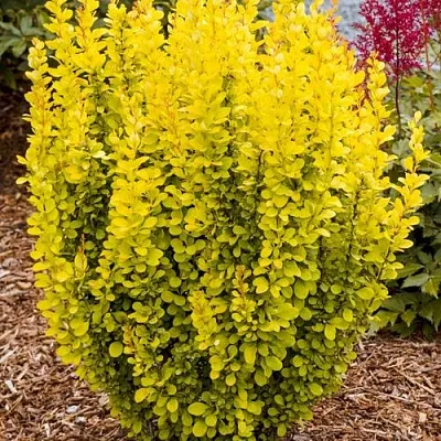 Барбарис ГОЛДЕН ТОРЧ тунберга  Барбарис ГОЛДЕН ТОРЧ тунберга в Екатеринбурге