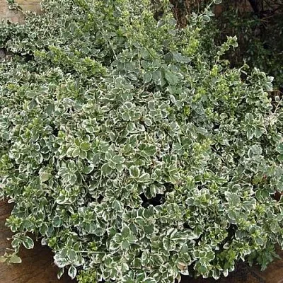 Бересклет ЭМЕРАЛЬД ГАИТИ форчуна  Бересклет ЭМЕРАЛЬД ГАИТИ форчуна в Екатеринбурге