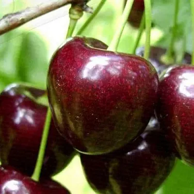 Черешня РОССОШАНСКАЯ КРУПНАЯ в Екатеринбурге