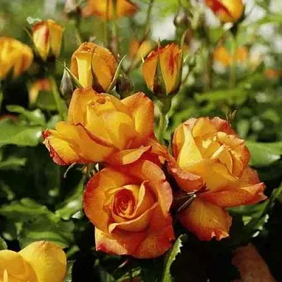 Саженцы роз САХАРА плетистая  Саженцы роз САХАРА плетистая в Екатеринбурге