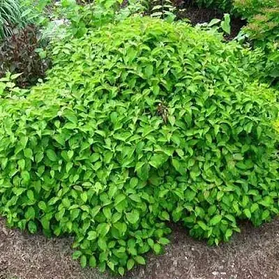 Дерен КЕЛСЕИ шелковистый   Дерен КЕЛСЕИ шелковистый  в Екатеринбурге