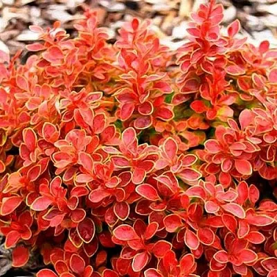 Барбарис КОРАЛ тунберга  Барбарис КОРАЛ тунберга в Екатеринбурге