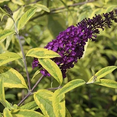 Буддлея давида САНТАНА   Буддлея давида САНТАНА  в Екатеринбурге