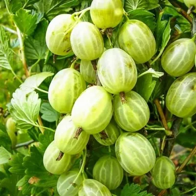 Крыжовник УРАЛЬСКИЙ ИЗУМРУД — описание сорта Крыжовник УРАЛЬСКИЙ ИЗУМРУД в Екатеринбурге