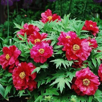 Пион КРАСНЫЙ ЛОТОС древовидный в Екатеринбурге