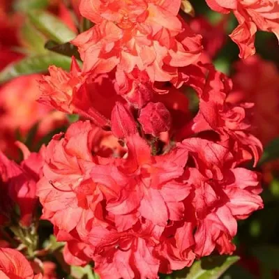 Азалия ФОЙЕРКОПФЕН крупноцветковая  Азалия ФОЙЕРКОПФЕН крупноцветковая в Екатеринбурге