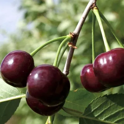 Дюк КСЕНИЯ (ЧЕРЕВИШНЯ) — описание сорта Дюк КСЕНИЯ (ЧЕРЕВИШНЯ) в Екатеринбурге