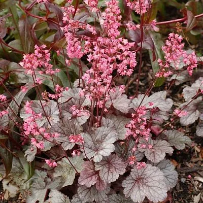 Гейхера МИЛАН  Гейхера МИЛАН в Екатеринбурге