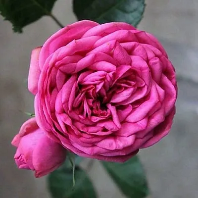 Саженцы роз ПИНК ПИАНО чайно-гибридная  Саженцы роз ПИНК ПИАНО чайно-гибридная в Екатеринбурге