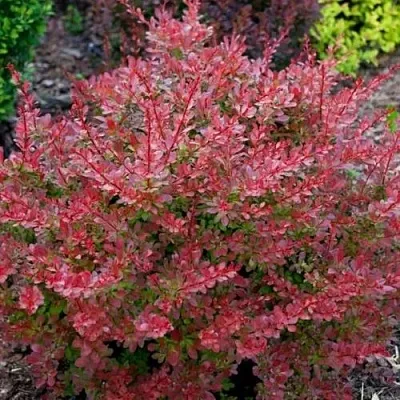 Барбарис ГОЛДЕН РИНГ тунберга  Барбарис ГОЛДЕН РИНГ тунберга в Екатеринбурге