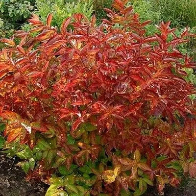 Вейгела ОГНЕННЫЕ КРЫЛЬЯ  Вейгела ОГНЕННЫЕ КРЫЛЬЯ в Екатеринбурге