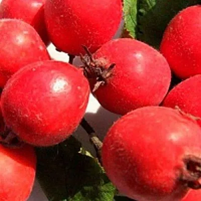 Боярышник КРУПНОПЛОДНЫЙ  Боярышник КРУПНОПЛОДНЫЙ в Екатеринбурге