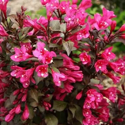 Вейгела БЛЭК РУБИ  Вейгела БЛЭК РУБИ в Екатеринбурге