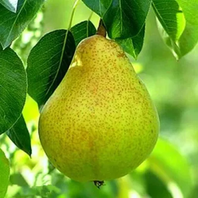 Груша ОСЕННЯЯ МЕЧТА колонновидная в Екатеринбурге