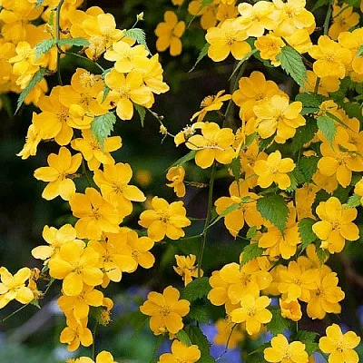 Керрия  Керрия в Екатеринбурге