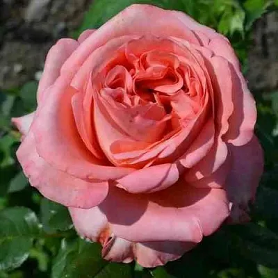 Саженцы роз ЛОНДОН АЙ чайно-гибридная  Саженцы роз ЛОНДОН АЙ чайно-гибридная в Екатеринбурге