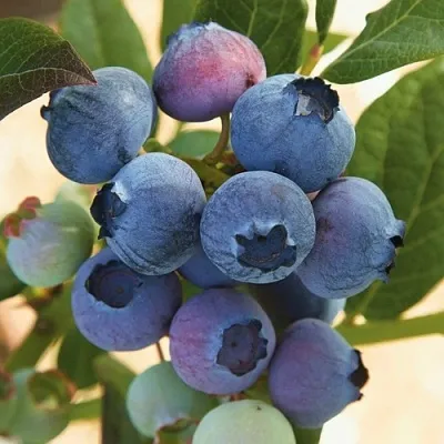 Голубика ОСОРНО  Голубика ОСОРНО в Екатеринбурге